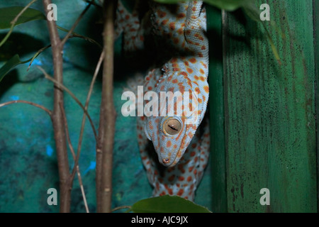 Tokay Gecko [Gekko gecko] klettert einen Baum hinunter Stockfoto