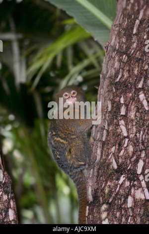 Pygmäenmarmose, (Cebuella pygmaea) Kletterbaum Stockfoto