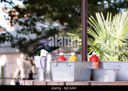 Eine große Carrion Crow (Corvus Corone), die im Café im Freien nach Essen aufforht Stockfoto