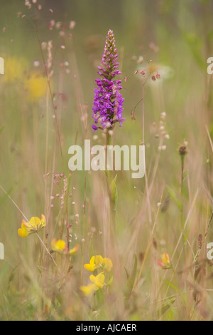 Fragrant orchid Gymnadenia conopsea among meadow flowers including quaking grass Briza and bird s foot trefoil Millers Dale Stockfoto