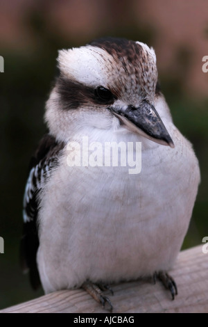 Porträt eines einzigen Lachenden Kookaburra (Dacelo novaeguineae) Stockfoto