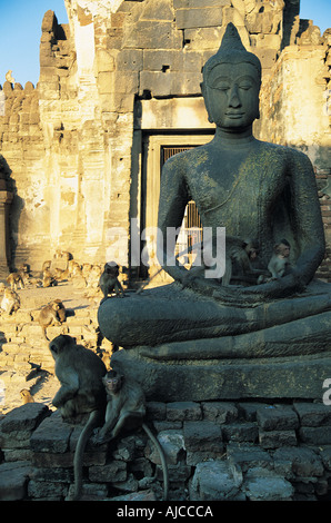 Tempel-Affen Lopburi Thailand Se Asien Stockfoto