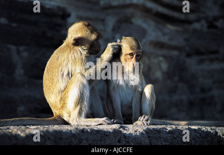 Affen Lopburi Thailand Se Asien Stockfoto