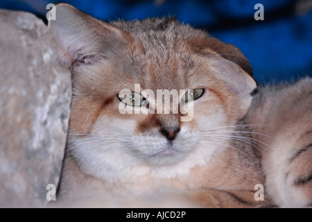 Ein Porträt einer einzelnen arabischen Sandkatze (Felis margarita) Stockfoto