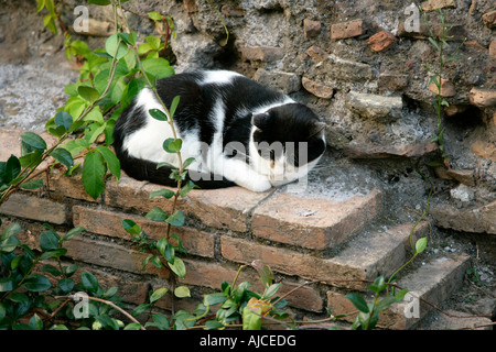 Wilde Katze ruht auf alten römischen Ruinen, Rom, Italien Stockfoto