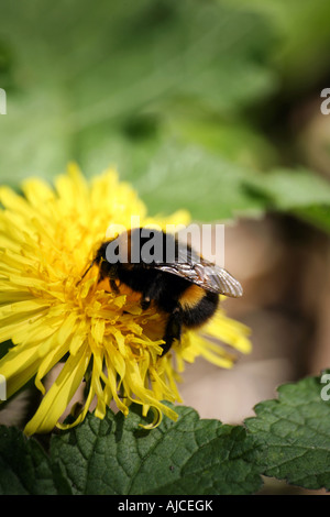 Hummel auf Blume Löwenzahn Stockfoto