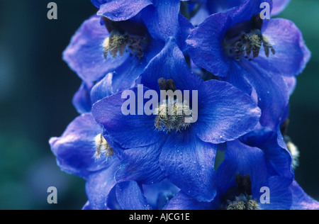 Rittersporn-Hybrid (Delphinium-Hybride), Blume Stockfoto