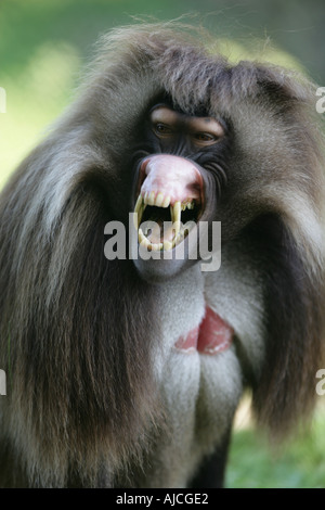 männliche Dschelada Theropithecus gelada Stockfoto