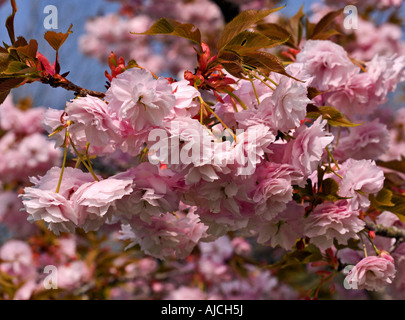 Rosa Blüte Prunus (Kirschblüte) Stockfoto