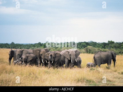 Elefanten in einem Kreis um ihre Babys zu schützen, während sie spielen und, Masai Mara National Reserve Kenya ruhen Stockfoto