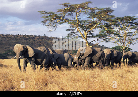 Elefanten Herde in den Serengeti Nationalpark Tansania Ostafrika die Herde durch die Matriarchin oder senior weiblich geführt wird Stockfoto