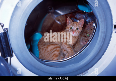 Ginger Kitten sitzen In Waschmaschine Stockfoto