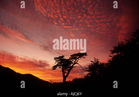 Gespaltener Baum bei Sonnenuntergang, Nationalpark Los Glaciares, Patagonien, Argentinien Stockfoto