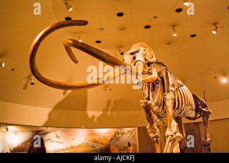 Innen Display von George C Seite Entdeckung Naturkundemuseum in Rancho La Brea Tar Pits in Los Angeles Kalifornien USA Stockfoto