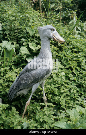 Männliche Schuhschnabel oder Wal leitete Stork BALAENICEPS REX Uganda Ostafrika Stockfoto