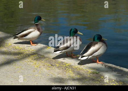 Stockente Drake Anas Platyrhynchos Lafontaine Park Montreal 17 05 2005 Stockfoto