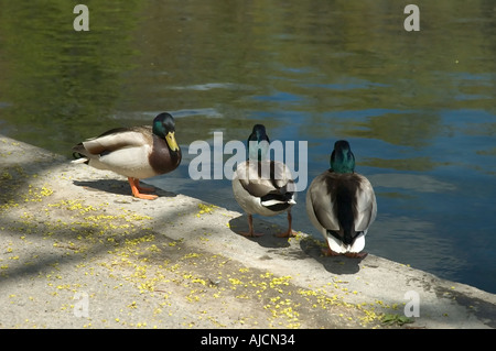 Stockente Drake Anas Platyrhynchos Lafontaine Park Montreal 17 05 2005 Stockfoto