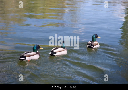 Stockente Drake Anas Platyrhynchos Lafontaine Park Montreal 17 05 2005 Stockfoto