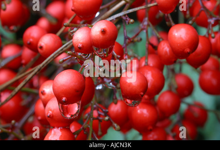 California Stechpalme Beeren Stockfoto