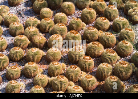 Fass-Kaktus im Garten bei John Paul Getty Center in Los Angeles-Kalifornien-USA Stockfoto