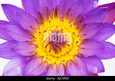 Nymphaea Caerulea. Tropische Seerose auf weißen Hintergrund Stockfoto