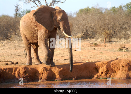 Elefanten am Wasserloch zu trinken Stockfoto