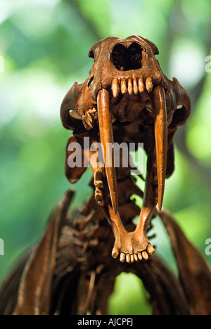 Saber Tooth gezahnten Tiger Totenkopf Skelett George C Seite Entdeckung Naturkundemuseum im Rancho La Brea Tar Pits in Los Angeles Stockfoto