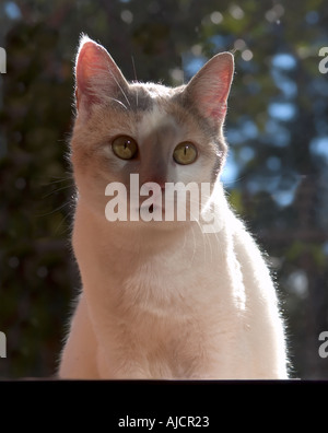 Eine griechische Katze sitzt auf die äußere Fensterbank Augen Flehen um in dürfen Stockfoto