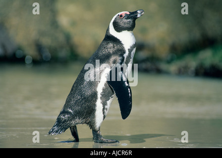 Afrikanische Pinguin (Spheniscus Demersus) kommen an Land, Kap-Halbinsel, Südafrika Stockfoto