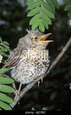 Soor Misteldrossel (Turdus Viscivorus) unreif, Southampton, Hampshire, England, UK Stockfoto