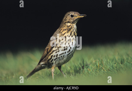 Singdrossel (Turdus Philomelos), Devon, England, UK Stockfoto