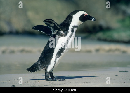 Afrikanische Pinguin (Spheniscus Demersus) kommen an Land, Kap-Halbinsel, Südafrika Stockfoto