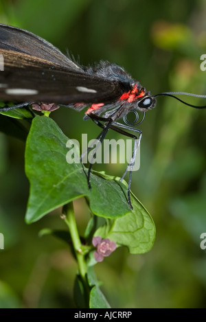 große schöner Schmetterling sitzt auf einem Blatt Stockfoto