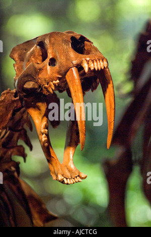 Saber Tooth gezahnten Tiger Totenkopf Skelett George C Seite Entdeckung Naturkundemuseum im Rancho La Brea Tar Pits in Los Angeles Stockfoto