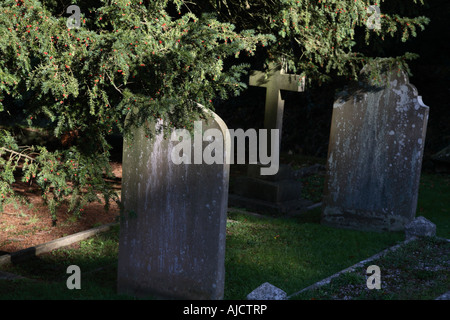 Yew Tree Grabsteine Kreuz Kirche der Heiligen Dreifaltigkeit Westcott Surrey England Stockfoto