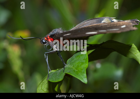 große schöner Schmetterling sitzt auf einem Blatt Stockfoto