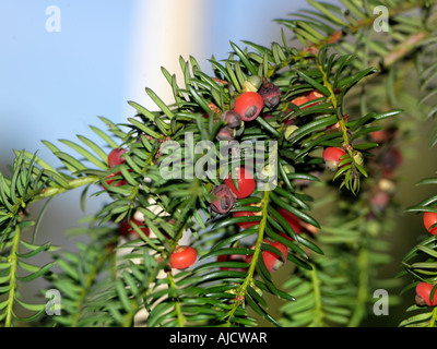 Wescott Surrey England Eibe und Beeren alle Teile der Eibe sind giftig Stockfoto