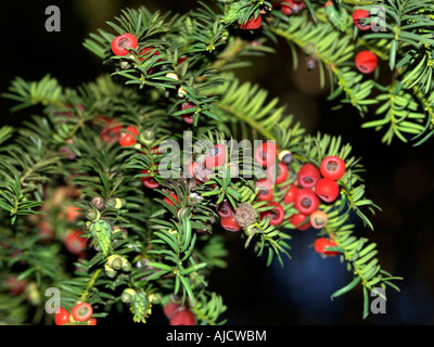 Wescott Surrey England Eibe und Beeren alle Teil dieses Baumes ist giftig Stockfoto