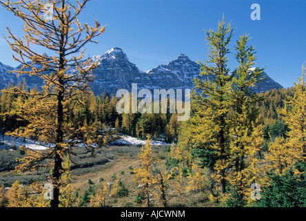 Lärche Herbst Bäume Banff Nationalpark kanadischen Rocky Mountains, Kanada Stockfoto