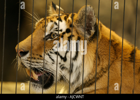 Sibirischer Tiger wissen auch wie der Amur-Tiger-Panthera Tigris Altaica im Lincoln Park Zoo, Chicago, Illinois, Vereinigte Staaten von Amerika. Stockfoto