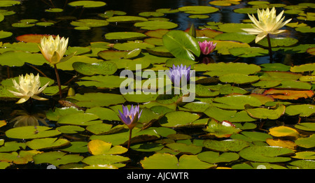 Waterlillies Nymphaea und Seerosen in einem Teich an der Mission San Juan Capistrano, Orange County, Kalifornien, USA Stockfoto