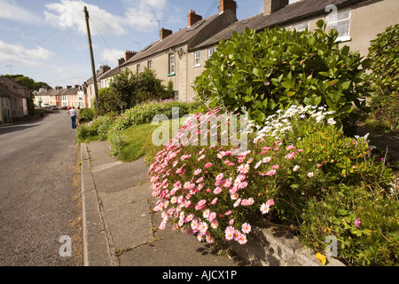 UK Nordirland County Down Strangford bunte Blumen auf der Rückseite Straße Stockfoto