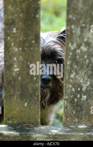 Terrier-Kollegen durch moosigen Hof Bauernland in Galway Connemara Irland Stockfoto