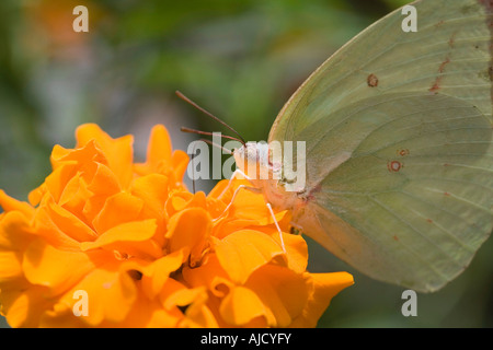Schmetterling, Landung auf Blume Stockfoto