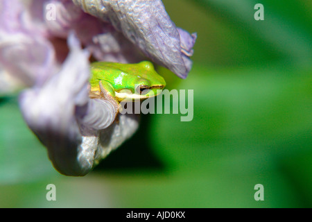 einzelnen östlichen Zwerg Treefrog sitzen in lila Iris Blume Stockfoto