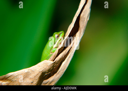 einzelnen östlichen Zwerg Treefrog sitzt auf einem Iris-Stamm Stockfoto