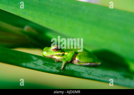 einzelnen östlichen Zwerg Treefrog sitzt auf einem Iris-Stamm Stockfoto