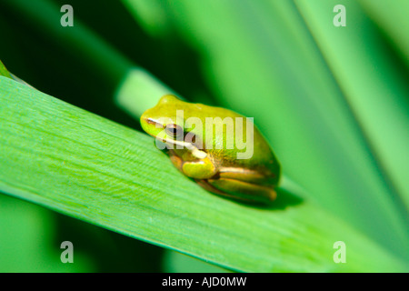 einzelnen östlichen Zwerg Treefrog sitzt auf einem Iris-Stamm Stockfoto