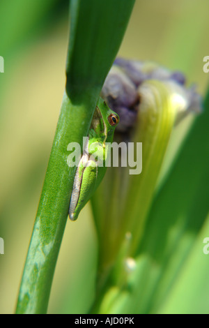 einzelnen östlichen Zwerg Treefrog sitzt auf einem Iris-Stamm Stockfoto