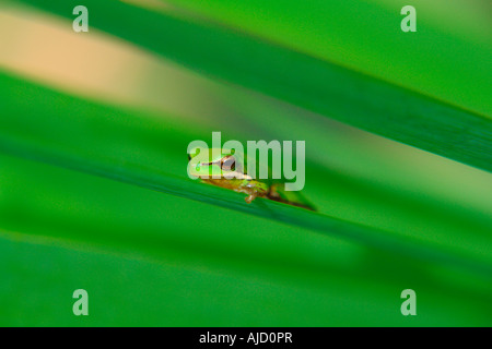 einzelnen östlichen Zwerg Treefrog sitzt auf einem Iris-Stamm Stockfoto